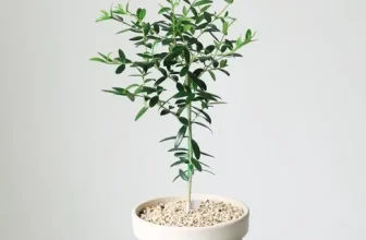 내돈내산!! 올리브나무 짱짱짱!!