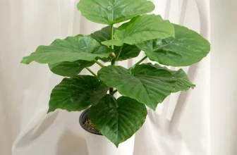 구매하고 후회없는 갑조네 구매하길 잘한거 같아요