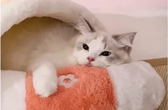 옆집에서 추천받은 고양이이불 너무 좋아요~