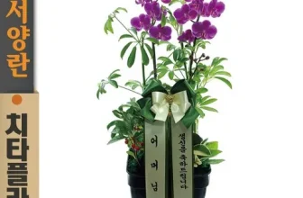 내돈내산!! 배칠수 꽃배달 구매하길 잘한거 같아요