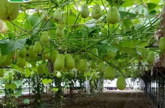 언니가 추천할게~! 차요태 효능 후기