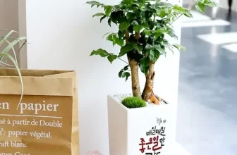 인생템~ 개업축하화분 완전좋아!!!