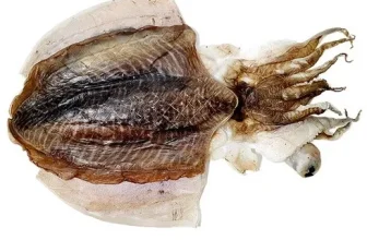 인생템~ 반건조갑오징어 짱짱짱!!