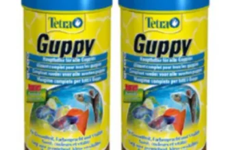 내돈내산!! 테트라구피 너무 좋아요~