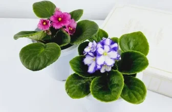 옆집에서 추천받은 바이올렛 비교분석