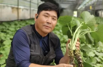 내돈내산!! 철원와사비 완전좋아!!!