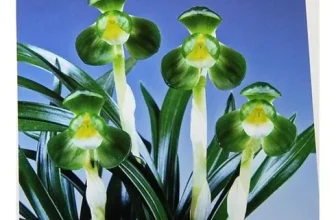 옆집에서 추천받은 춘화 구매한 이유