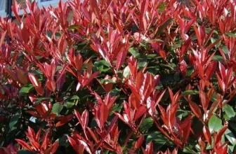 내돈내산!! 호랑가시나무 후기