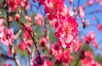 엄지척~! 홍도화 구매후기