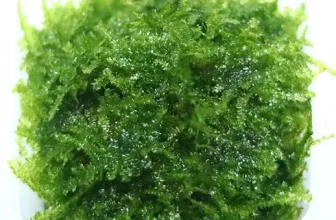 엄지척~! 삼각모스 제품리뷰