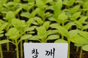 인생템~ 참깨모종 가격비교